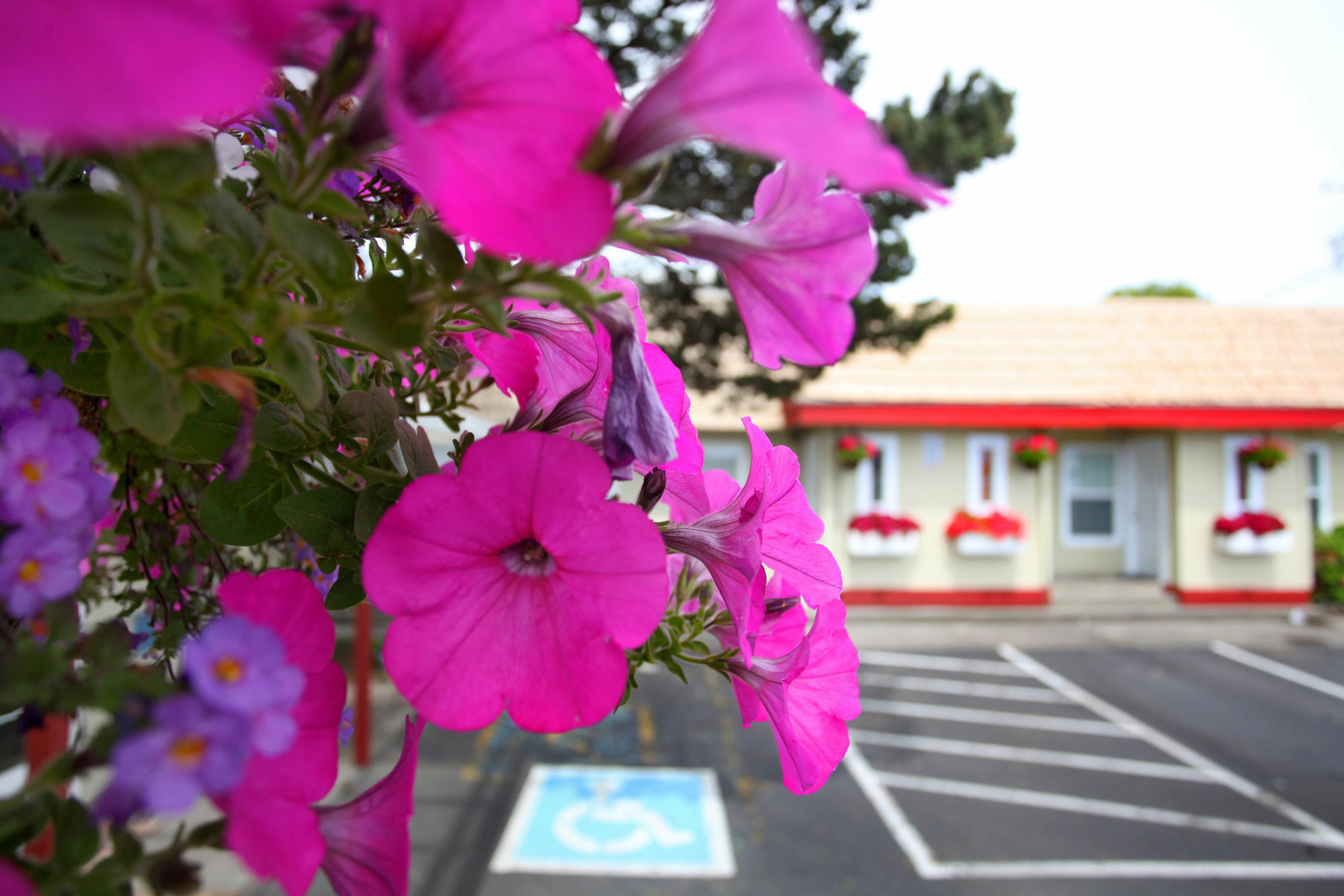 City Centre Motel By Oyo Seaside Eksteriør billede